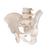 Scheletro di bacino, maschile - 3B Smart Anatomy, 1000133 [A60], Modelli di Pelvi e Organi genitali (Small)