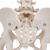 Scheletro di bacino femminile, con tronchi di femore - 3B Smart Anatomy, 1000135 [A62], Modelli di Pelvi e Organi genitali (Small)