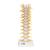Colonna vertebrale toracica - 3B Smart Anatomy, 1000145 [A73], Modelli di vertebre (Small)