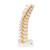 Colonna vertebrale toracica - 3B Smart Anatomy, 1000145 [A73], Modelli di vertebre (Small)