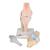 Modello della sezione articolare del ginocchio, in 3 parti - 3B Smart Anatomy, 1000180 [A89], Modelli delle Articolazioni (Small)