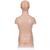 Mini torso, in 12 parti - 3B Smart Anatomy, 1000195 [B22], Modelli di Torso (Small)