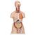 Torso bisessuato, modello di lusso, con schiena aperta, in 28 parti - 3B Smart Anatomy, 1000200 [B35], PON Biologia - Laboratorio di Anatomia umana (Small)