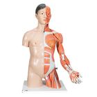 Torso bisessuato, modello di lusso, asiatico, più braccio con muscoli, in 33 parti - 3B Smart Anatomy, 1000204 [B41], Modelli di Torso