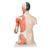 Torso bisessuato, modello di lusso, asiatico, più braccio con muscoli, in 33 parti - 3B Smart Anatomy, 1000204 [B41], Modelli di Torso (Small)