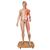 Figura con muscoli 3B Scientific® a grandezza naturale, bisessuato, asiatica, in 39 parti - 3B Smart Anatomy, 1000208 [B52], Modelli di Muscolatura (Small)