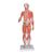 Figura con muscoli, bisessuata con organi interni, in 33 parti - 3B Smart Anatomy, 1019231 [B55], Modelli di Muscolatura (Small)