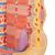 3B MICROanatomy Fibra muscolare - ingrandito 10.000 volte - 3B Smart Anatomy, 1000213 [B60], Modelli di Muscolatura (Small)
