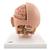 Modello di testa, in 6 parti, su base - 3B Smart Anatomy, 1000217 [C09/1], Modelli di Testa (Small)