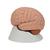 Cervello, in 2 parti - 3B Smart Anatomy, 1000222 [C15], Modelli di Cervello (Small)