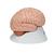 Cervello, modello di lusso, in 8 parti - 3B Smart Anatomy, 1000225 [C17], PON Biologia - Laboratorio di Anatomia umana (Small)