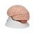 Cervello, modello di lusso, in 8 parti - 3B Smart Anatomy, 1000225 [C17], PON Biologia - Laboratorio di Anatomia umana (Small)