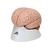 Cervello, modello di lusso, in 8 parti - 3B Smart Anatomy, 1000225 [C17], Modelli di Cervello (Small)