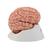Cervello, modello di lusso, con arterie, in 9 parti - 3B Smart Anatomy, 1017868 [C20], Modelli di Cervello (Small)