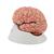 Cervello, modello di lusso, con arterie, in 9 parti - 3B Smart Anatomy, 1017868 [C20], Modelli di Cervello (Small)