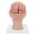 Cervello, con arterie, con testa, in 8 parti - 3B Smart Anatomy, 1017869 [C25], Modelli di Cervello (Small)