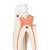 Dente molare superiore a tre radici, in 3 parti - 3B Smart Anatomy, 1017580 [D10/5], Ricambi (Small)