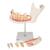 Metà mandibola, ingrandita 3 volte, in 6 parti - 3B Smart Anatomy, 1000249 [D25], Modelli Dentali (Small)