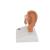 Modello di orecchio da scrivania, ingrandito 1,5 volte - 3B Smart Anatomy, 1000252 [E12], Modelli di Orecchio, Naso e Gola (Small)