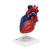 Modello di cuore magnetico, a grandezza naturale, 5 parti - 3B Smart Anatomy, 1010007 [G01/1], Modelli di Cuore e Apparato Circolatorio (Small)