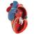 Modello di cuore magnetico, a grandezza naturale, 5 parti - 3B Smart Anatomy, 1010006 [G01], Modelli di Cuore e Apparato Circolatorio (Small)