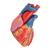 Modello di cuore magnetico, a grandezza naturale, 5 parti - 3B Smart Anatomy, 1010006 [G01], PON Biologia - Laboratorio di Anatomia umana (Small)
