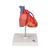Cuore, modello classico, con bypass, in 2 parti - 3B Smart Anatomy, 1017837 [G05], Strumenti didattici cardiaci e di cardiofitness (Small)