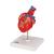Cuore, modello classico, con bypass, in 2 parti - 3B Smart Anatomy, 1017837 [G05], Strumenti didattici cardiaci e di cardiofitness (Small)