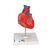 Cuore, modello classico, in 2 parti - 3B Smart Anatomy, 1017800 [G08], Strumenti didattici cardiaci e di cardiofitness (Small)