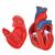 Cuore, modello classico, in 2 parti - 3B Smart Anatomy, 1017800 [G08], Strumenti didattici cardiaci e di cardiofitness (Small)