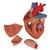 Cuore, ingrandito 2 volte, in 4 parti - 3B Smart Anatomy, 1000268 [G12], Strumenti didattici cardiaci e di cardiofitness (Small)