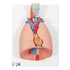 Polmone con laringe, in 7 parti - 3B Smart Anatomy, 1000270 [G15], PON Biologia - Laboratorio di Anatomia umana