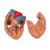 Polmone con laringe, in 7 parti - 3B Smart Anatomy, 1000270 [G15], PON Biologia - Laboratorio di Anatomia umana (Small)
