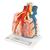 Lobo polmonare con vasi sanguigni circostanti - 3B Smart Anatomy, 1008493 [G60], Modelli di Polmone (Small)