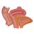Pelvi femminile con legamenti, in sezione mediosagittale, attraverso i muscoli e gli organi del pavimento pelvico, in 4 parti - 3B Smart Anatomy, 1000287 [H20/3], Modelli di Pelvi e Organi genitali (Small)