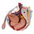 Bacino maschile con legamenti, vasi, nervi, pavimento pelvico e organi, 7 pezzi - 3B Smart Anatomy, 1013282 [H21/3], Modelli di Pelvi e Organi genitali (Small)
