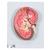 Sezione del rene, ingrandita 3 volte - 3B Smart Anatomy, 1000296 [K10], Modelli di Apparato Urinario (Small)