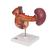 Organi posteriori della parte superiore del ventre - 3B Smart Anatomy, 1000309 [K22/2], Modelli di Sistema Digerente (Small)