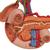 Organi posteriori della parte superiore del ventre - 3B Smart Anatomy, 1000309 [K22/2], Modelli di Apparato Urinario (Small)