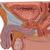 Modello di prostata, ½ grandezza naturale - 3B Smart Anatomy, 1000319 [K41], Modelli di Apparato Urinario (Small)