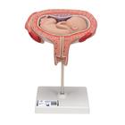 Feto, 5º mese, posizione supina - 3B Smart Anatomy, 1000327 [L10/6], Modelli Gravidanza