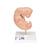 Embrione, ingrandito 25 volte - 3B Smart Anatomy, 1014207 [L15], Uomo (Small)