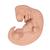 Embrione, ingrandito 25 volte - 3B Smart Anatomy, 1014207 [L15], Modelli Gravidanza (Small)