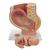 Bacino gravido, in 3 parti - 3B Smart Anatomy, 1000333 [L20], Educazione prenatale (Small)