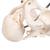Bacino per illustrare il parto - 3B Smart Anatomy, 1000334 [L30], Educazione prenatale (Small)