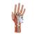 Modello struttura della mano, in 3 parti - 3B Smart Anatomy, 1000349 [M18], Modelli di scheletro della mano e del braccio (Small)
