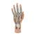 Modello struttura della mano, in 3 parti - 3B Smart Anatomy, 1000349 [M18], Modelli di scheletro della mano e del braccio (Small)
