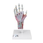 Modello di scheletro della mano con legamenti e muscoli - 3B Smart Anatomy, 1000358 [M33/1], PON Biologia - Laboratorio di Anatomia umana