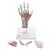 Modello di scheletro della mano con legamenti e muscoli - 3B Smart Anatomy, 1000358 [M33/1], Modelli di scheletro della mano e del braccio (Small)