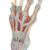 Modello di scheletro della mano con legamenti e muscoli - 3B Smart Anatomy, 1000358 [M33/1], Modelli delle Articolazioni (Small)